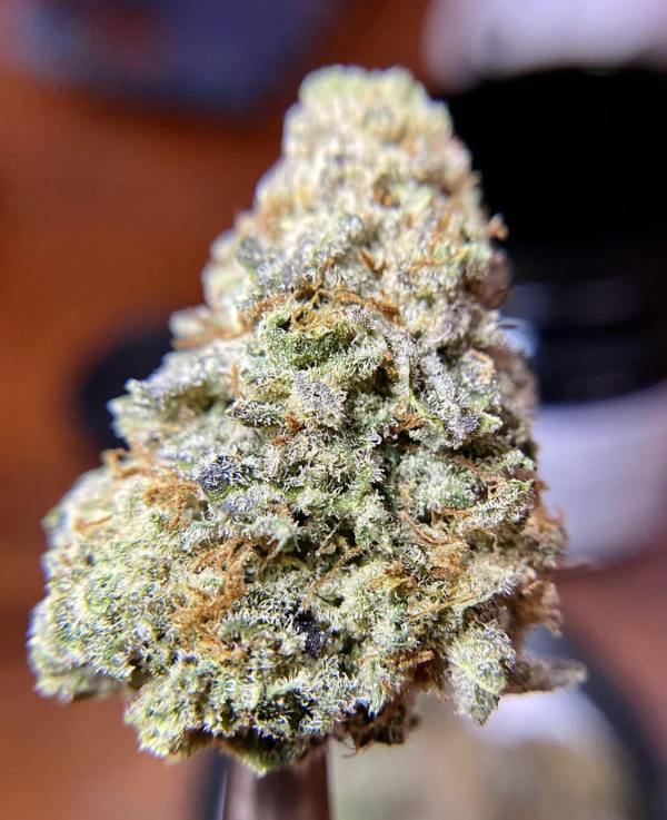 la baker strain