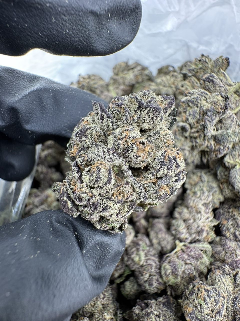 blue platinum strain blue platinum strain