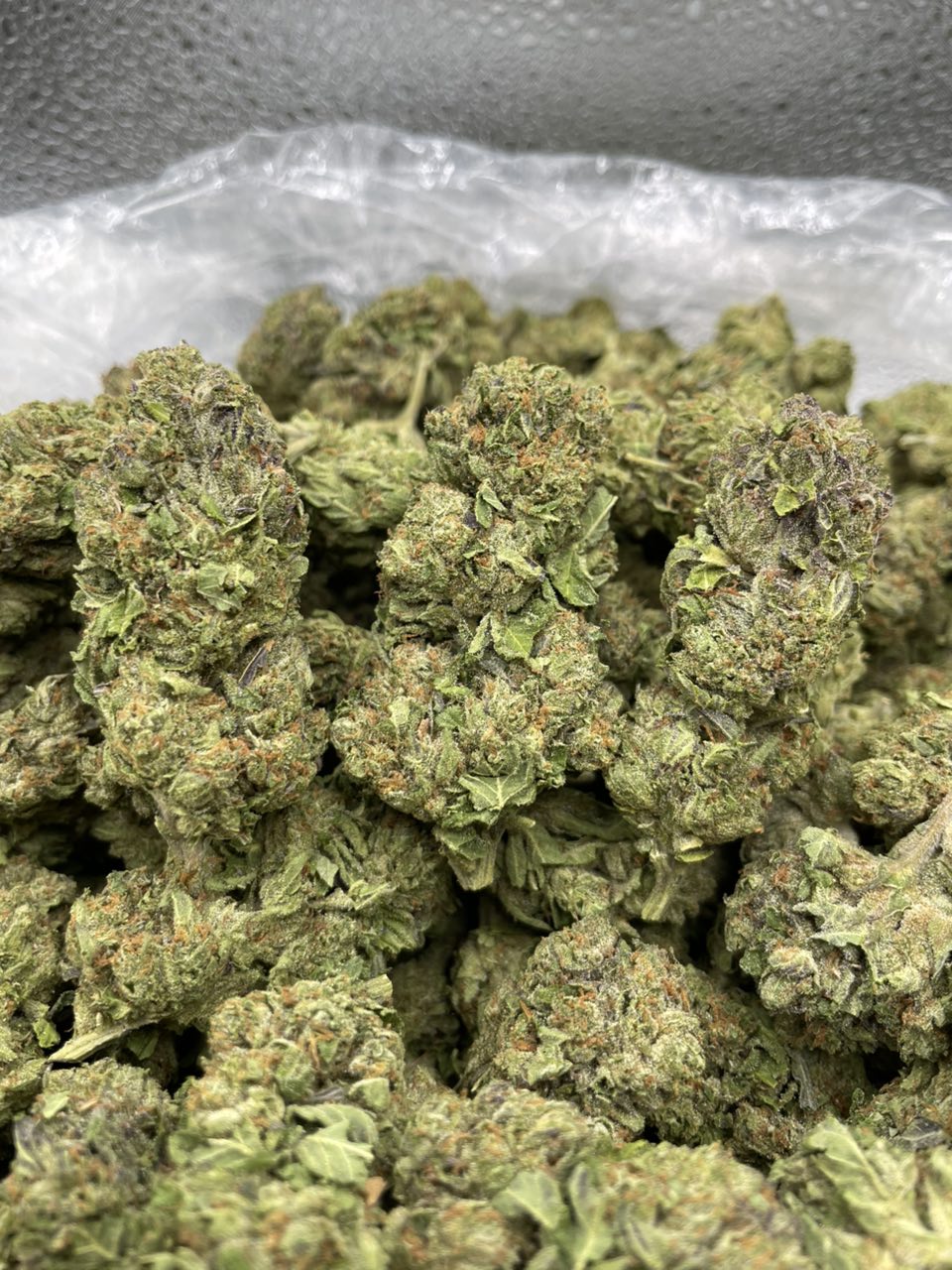 rs-11 strain rs 11 strain