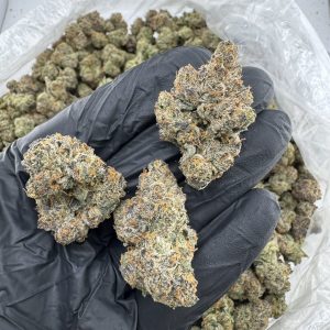 lemon cherry gelato strain