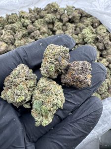 wham strain