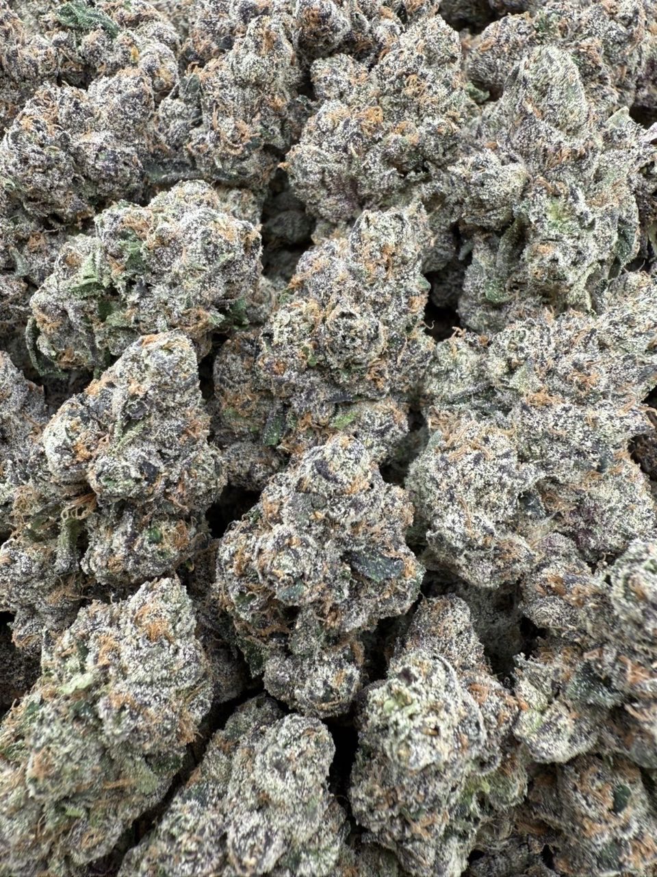 zmartiez strain zmartiez strain