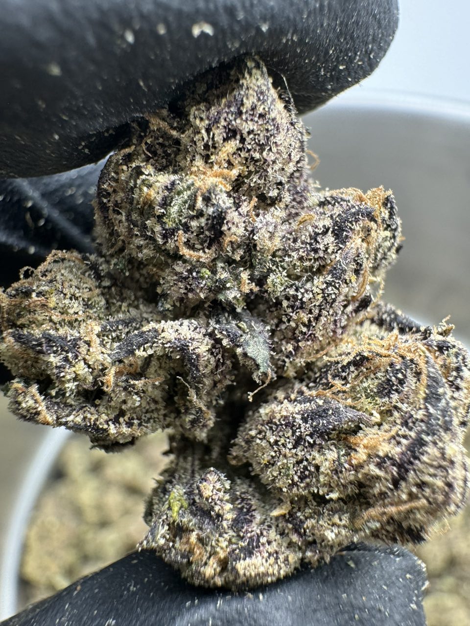 hard candy strain hard candy strain