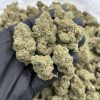 mimosa strain
