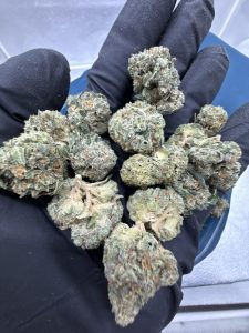 grown rogue strain