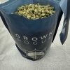 grown rogue strain