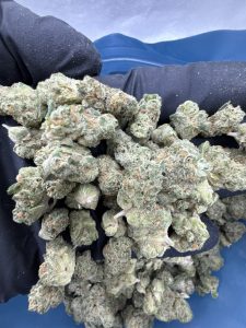 grown rogue strain