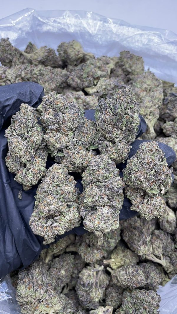 mochilato strain