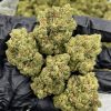 king louis strain