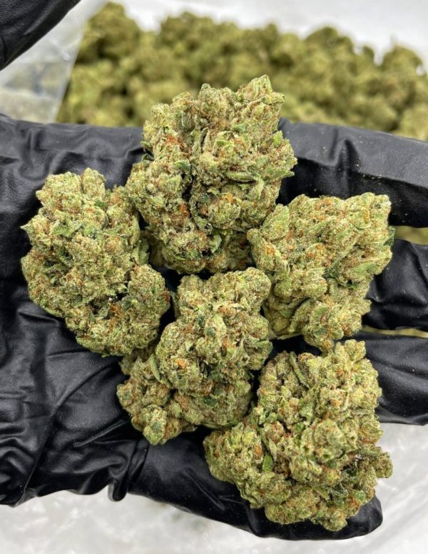 king louis strain