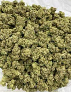 king louis strain