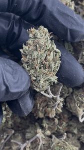 super lemon haze strain
