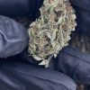 super lemon haze strain