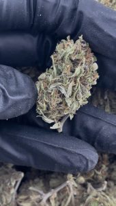 super lemon haze strain