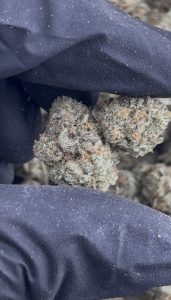 monster cookies strain