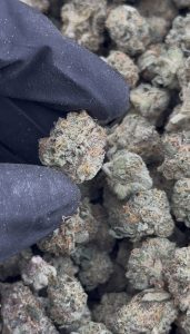 monster cookies strain