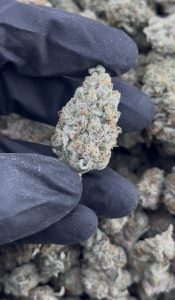 blockberry strain