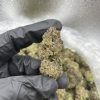 candy gelato strain