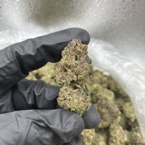 candy gelato strain