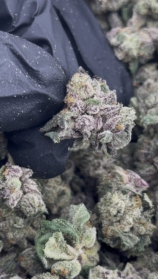 white runtz strain