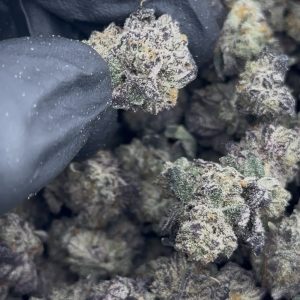purple push pop strain