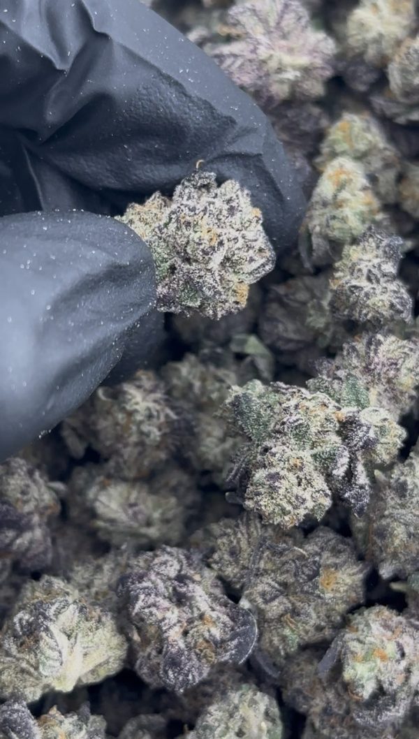 purple push pop strain