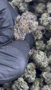 apple fritter strain