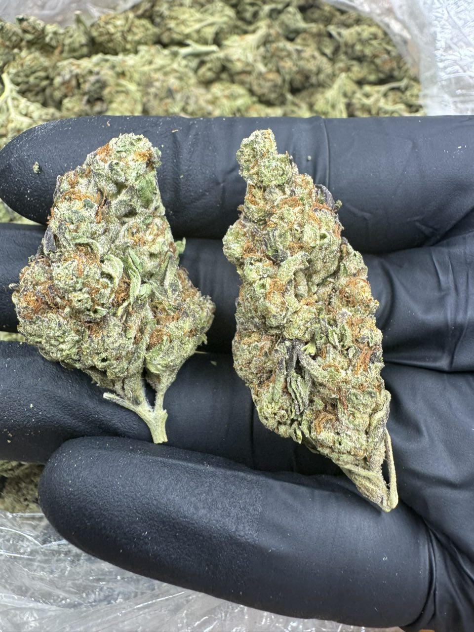 gelato 42 strain gelato 42 strain