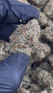 rainbow belts strain