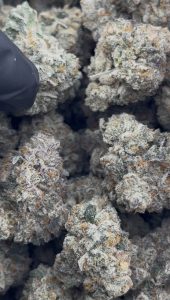 sherbet strain