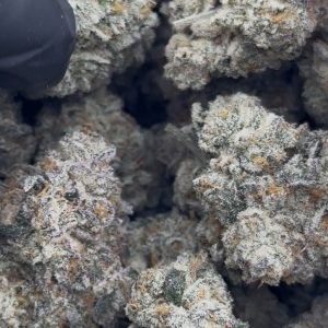 sherbet strain
