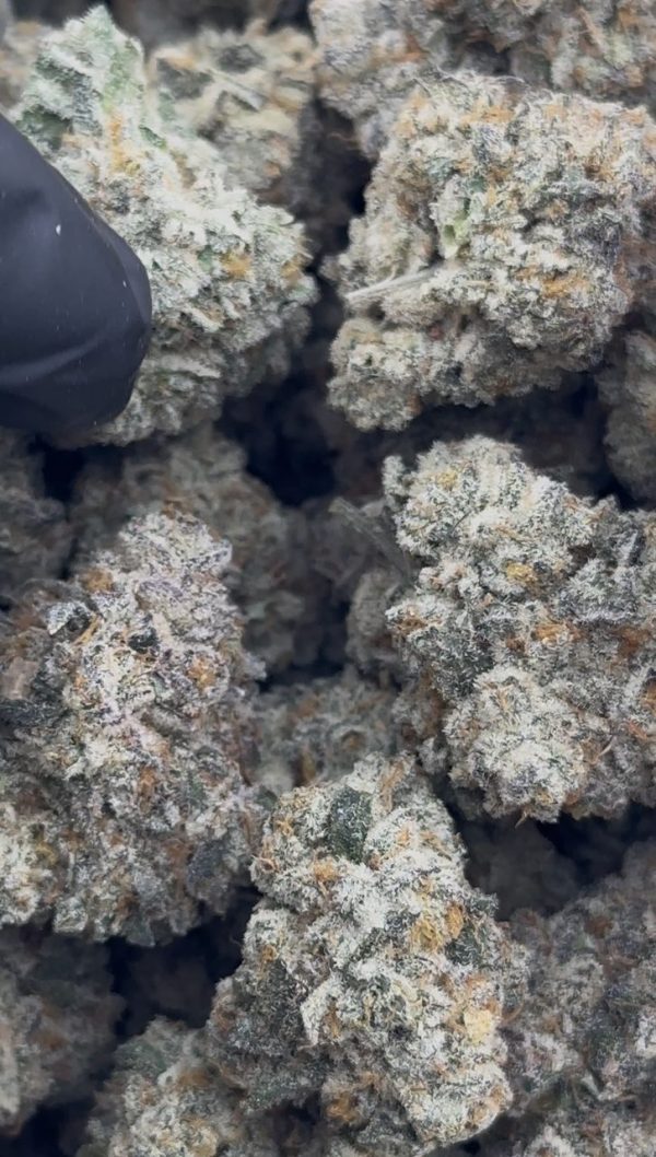 sherbet strain