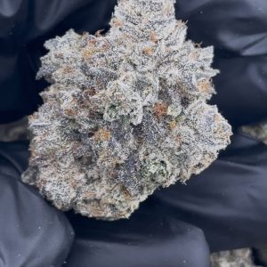 sherbet strain