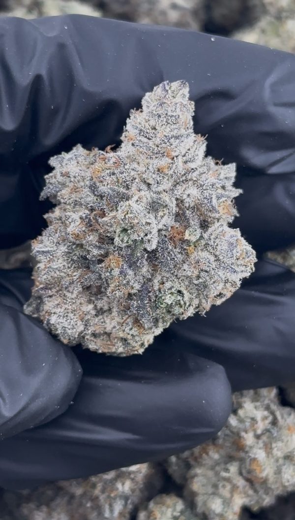 sherbet strain