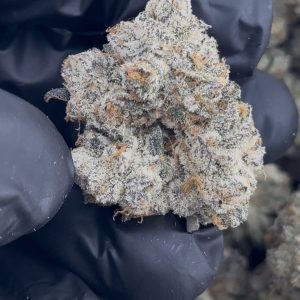 sherbet strain
