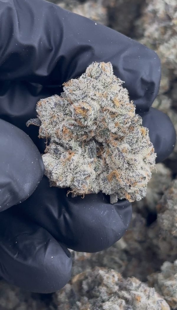 sherbet strain