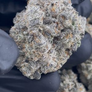 sherbet strain