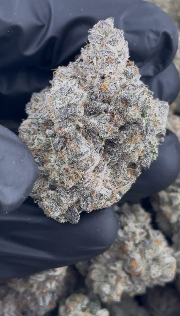 sherbet strain