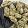 papaya strain