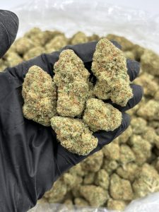 papaya strain
