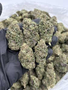 purple gelato strain
