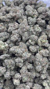 rainbow gelato strain