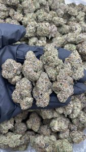 jungle gelato strain