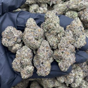 jungle gelato strain