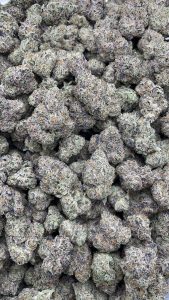 jungle gelato strain