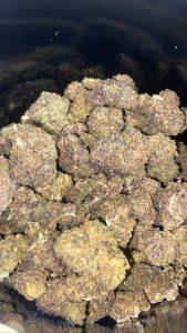 gmo strain