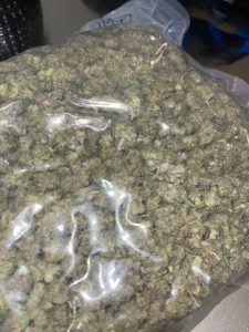 gmo strain