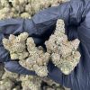 gmo strain