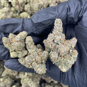 gmo strain