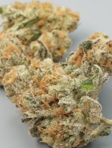 violet fog strain